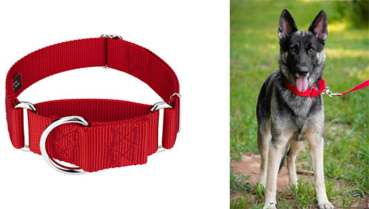 Purchasing a New Dog Collar - Martingale