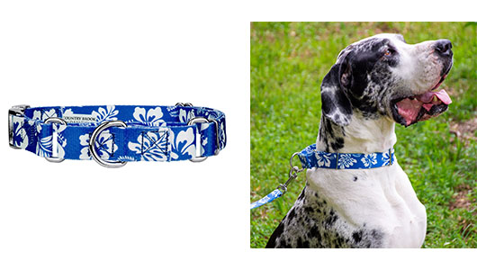 Purchasing a New Dog Collar - Martingale with Premium Buckle