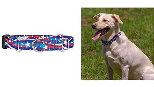 Purchasing a New Dog Collar - Martingale with Deluxe Buckle
