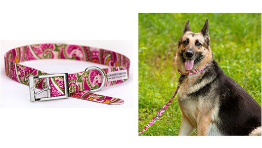 Purchasing a New Dog Collar - Traditional