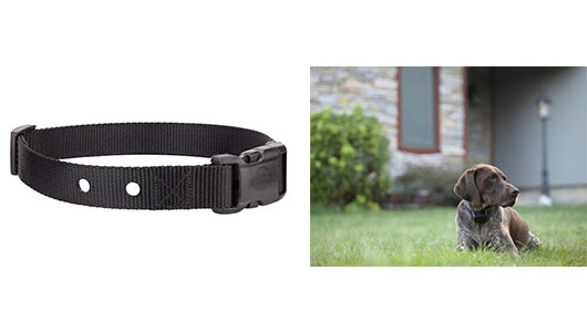 Purchasing a New Dog Collar - Replacement 