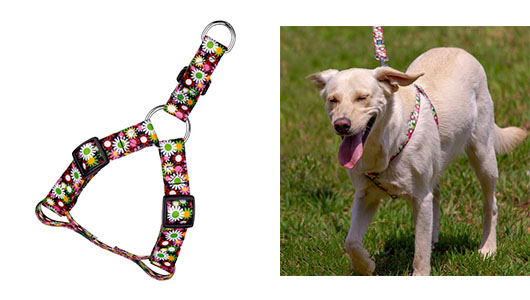 Purchasing a New Dog Collar - Harness