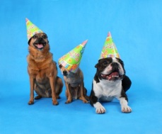 Dog Collars Make Great Birthday Presents