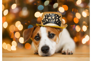 Dog with Happy New Year Hat on