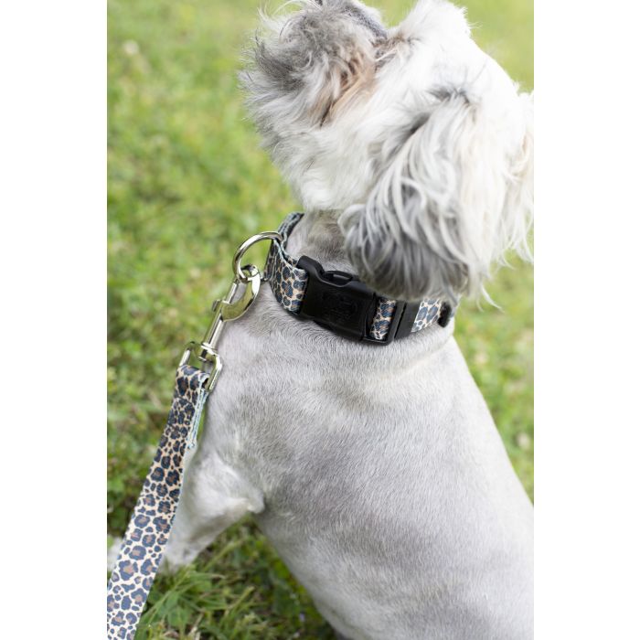 Leopard dog fashion collars and leashes