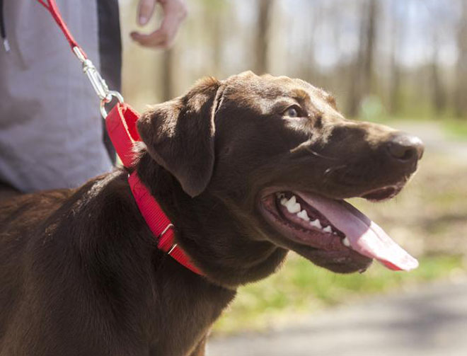 A closeup image of a brown labrador wearing a red collar and leash set