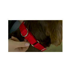 How to Make a Dog Collar On Your Own