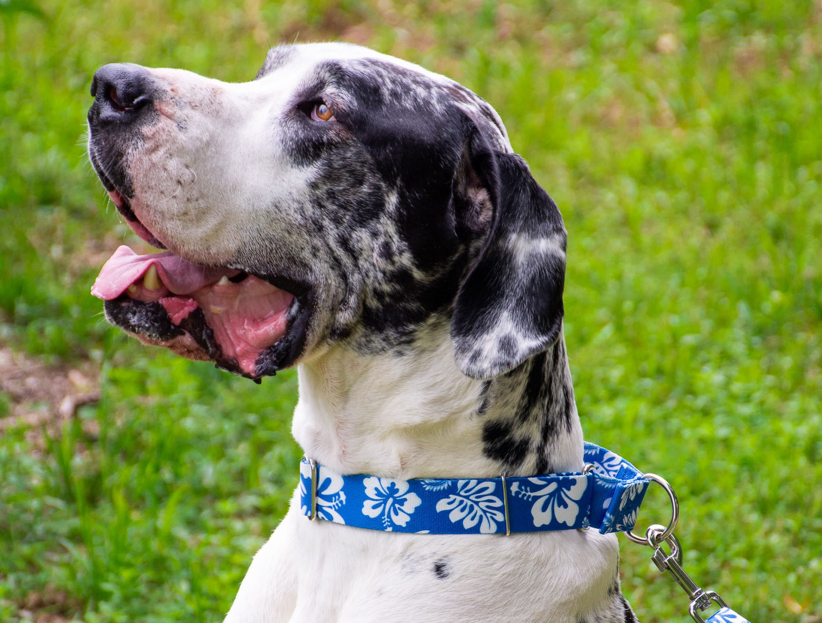 A closeup image of a Great Dane wearing a blue hawaiian collar looking up at its owner