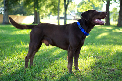 A chocolate lab wearing a royal blue martingale dog collar